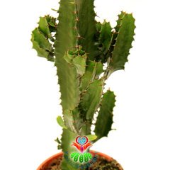 Dev Kaktüs, Euphorbia Erytrea Canarias-Canlı Yeşil Renkli Klasik Kaktüs Formlu Çok Şık-17 cm Saksı 50 cm Bitki Uzunluğu