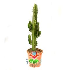 Dev Kaktüs, Euphorbia Erytrea Canarias-Canlı Yeşil Renkli Klasik Kaktüs Formlu Çok Şık-17 cm Saksı 50 cm Bitki Uzunluğu