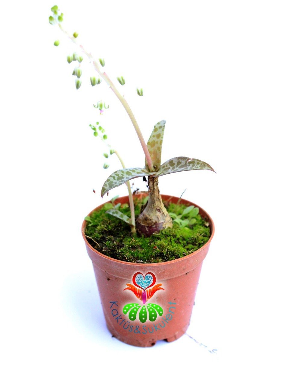 Scilla Socialis -Kaplan Desenli Yapraklı- 5,5 cm saksıda-Teraryum,Sukulent, Kaktüs