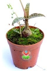 Scilla Socialis -Kaplan Desenli Yapraklı- 5,5 cm saksıda-Teraryum,Sukulent, Kaktüs