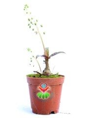 Scilla Socialis -Kaplan Desenli Yapraklı- 5,5 cm saksıda-Teraryum,Sukulent, Kaktüs