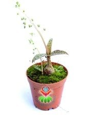 Scilla Socialis -Kaplan Desenli Yapraklı- 5,5 cm saksıda-Teraryum,Sukulent, Kaktüs