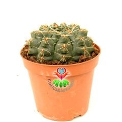 Büyük Boy Kaktüs, Gymnocalycium Baldianum Büyük Fuşya-Kırmızı Renk Bütün Yaz Çiçek Açar 8 cm Saksıda