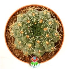 Büyük Boy Kaktüs, Gymnocalycium Baldianum Büyük Fuşya-Kırmızı Renk Bütün Yaz Çiçek Açar 8 cm Saksıda