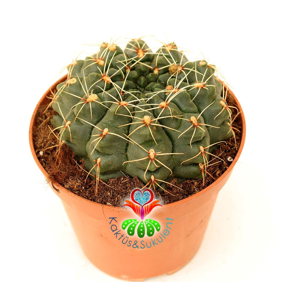 Büyük Boy Kaktüs, Gymnocalycium Baldianum Büyük Fuşya-Kırmızı Renk Bütün Yaz Çiçek Açar 8 cm Saksıda