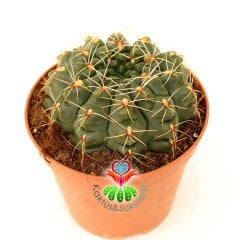 Büyük Boy Kaktüs, Gymnocalycium Baldianum Büyük Fuşya-Kırmızı Renk Bütün Yaz Çiçek Açar 8 cm Saksıda