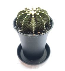 Gymnocalycium Mihanovichi LB2178 Büyük Anaç Boy 8 cm Saksıda
