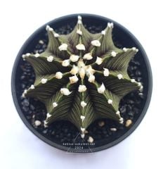 Gymnocalycium Mihanovichi LB2178 Büyük Anaç Boy 8 cm Saksıda