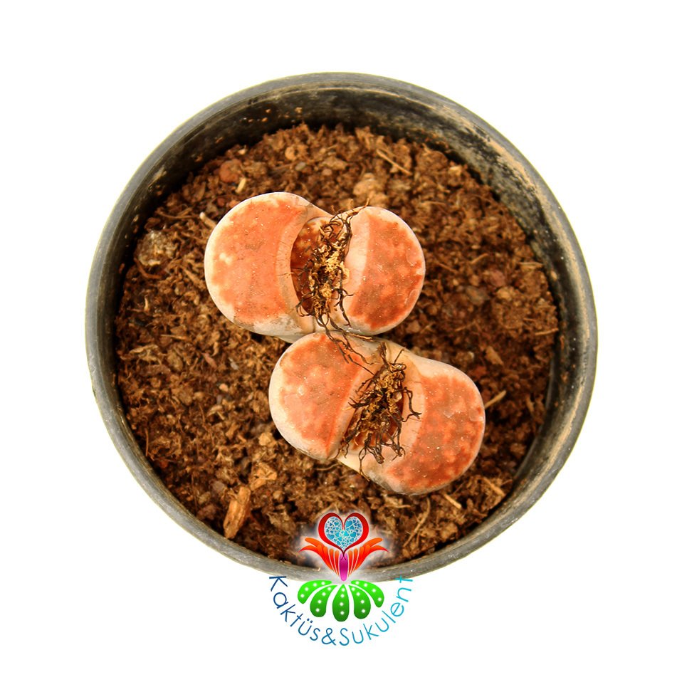 Lithops Karasmontana 'Top Red' -Uçları Mükemmel Kırmızı Renk- 8,5 cm Saksıda - Büyük Boy Taş Kaktüs-Yaşayan Taş