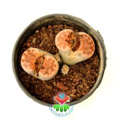 Lithops Karasmontana 'Top Red' -Uçları Mükemmel Kırmızı Renk- 8,5 cm Saksıda - Büyük Boy Taş Kaktüs-Yaşayan Taş