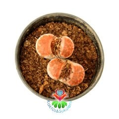 Lithops Karasmontana 'Top Red' -Uçları Mükemmel Kırmızı Renk- 8,5 cm Saksıda - Büyük Boy Taş Kaktüs-Yaşayan Taş
