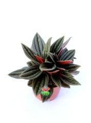 SINIRLI SAYIDA, Peperomia Caperata Rosso-Altı Kırmızı Üstü Koyu Yeşil Renk Yapraklı-8 cm Saksıda Hava Temizleyici Özellikli Bitki