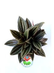 SINIRLI SAYIDA, Peperomia Caperata Rosso-Altı Kırmızı Üstü Koyu Yeşil Renk Yapraklı-8 cm Saksıda Hava Temizleyici Özellikli Bitki