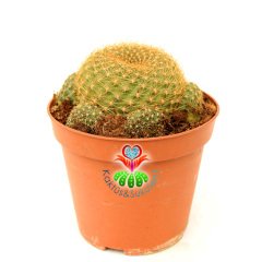 Kaktüs, Sulcorebutia Flavissima Mükemmel Pembe Renk Tonlarında Çiçek Açar - Çok Nadir Tür- Anaç Boy 12 cm Saksıda Büyük Boy