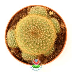 Kaktüs, Sulcorebutia Flavissima Mükemmel Pembe Renk Tonlarında Çiçek Açar - Çok Nadir Tür- Anaç Boy 12 cm Saksıda Büyük Boy