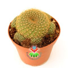 Kaktüs, Sulcorebutia Flavissima Mükemmel Pembe Renk Tonlarında Çiçek Açar - Çok Nadir Tür- Anaç Boy 12 cm Saksıda Büyük Boy