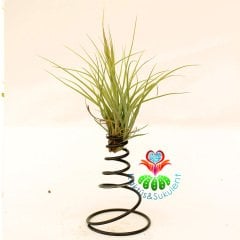 Dekoratif Tasarımlı Tillandsia Floridana-İstediğiniz Heryere Koyabileceğiniz Bakımı Çok Kolay-Çok Şık 20 cm Uzunluk 10 cm Genişlikte