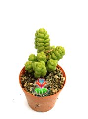 Sukulent, Crassula 'Baby's Surprise' - Sıradışı Yuvarlak Üstüste Yapraklı- Çok Nadir Tür-5,5 cm Saksıda