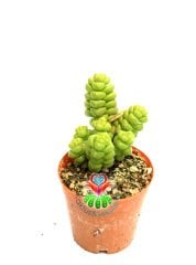 Sukulent, Crassula 'Baby's Surprise' - Sıradışı Yuvarlak Üstüste Yapraklı- Çok Nadir Tür-5,5 cm Saksıda