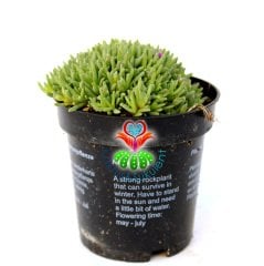 Buz Çiçeği- Soğuğa Susuzluğa Dayanıklı Delosperma Cooperi Mor Renk Çiçek Açar- 8,5 cm Saksıda
