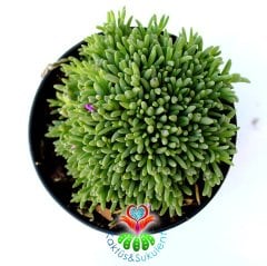 Buz Çiçeği- Soğuğa Susuzluğa Dayanıklı Delosperma Cooperi Mor Renk Çiçek Açar- 8,5 cm Saksıda
