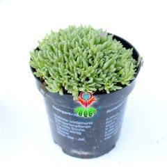 Buz Çiçeği- Soğuğa Susuzluğa Dayanıklı Delosperma Cooperi Mor Renk Çiçek Açar- 8,5 cm Saksıda