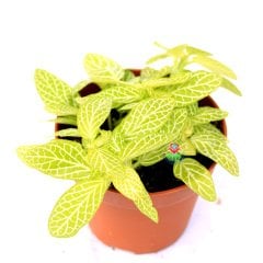 Fittonya Bitkisi- Fittonia Verschaffeltii- 6 Farklı Renk Seçeneği -8,5 cm Saksıda