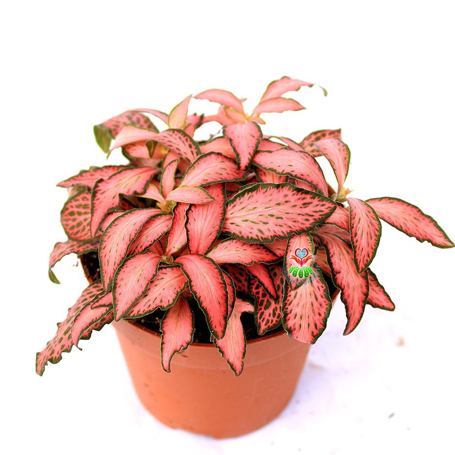 Fittonya Bitkisi- Fittonia Verschaffeltii- 6 Farklı Renk Seçeneği -8,5 cm Saksıda