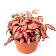 Fittonya Bitkisi- Fittonia Verschaffeltii- 6 Farklı Renk Seçeneği -8,5 cm Saksıda