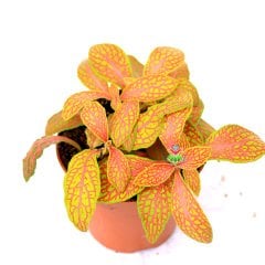 Fittonya Bitkisi- Fittonia Verschaffeltii- 6 Farklı Renk Seçeneği -8,5 cm Saksıda