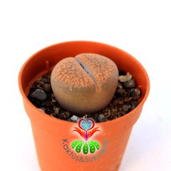 Mesemb, Lithops Hookeri -5,5 cm Saksıda-Koyu Turuncu Renk-İthal-1. Sınıf Taş Kaktüs-Yaşayan Taş
