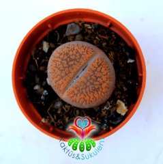 Mesemb, Lithops Hookeri -5,5 cm Saksıda-Koyu Turuncu Renk-İthal-1. Sınıf Taş Kaktüs-Yaşayan Taş