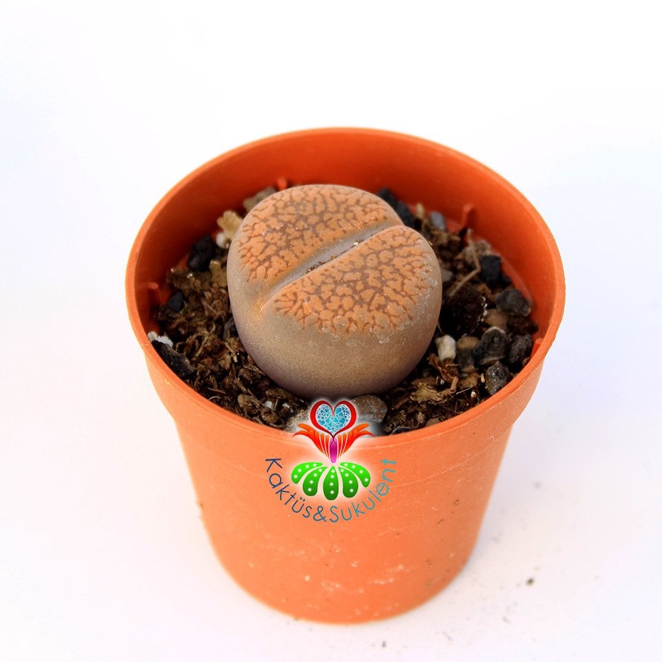 Mesemb, Lithops Hookeri -5,5 cm Saksıda-Koyu Turuncu Renk-İthal-1. Sınıf Taş Kaktüs-Yaşayan Taş
