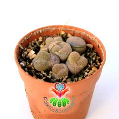 Lithops Mix. Gri Renk Tonlarında-1 Saksıda Çok Adet-5,5 cm Saksıda-Yaşayan Taş Kaktüs -Sarı Renk Çiçek Açar