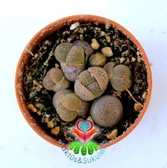 Lithops Mix. Gri Renk Tonlarında-1 Saksıda Çok Adet-5,5 cm Saksıda-Yaşayan Taş Kaktüs -Sarı Renk Çiçek Açar