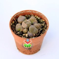 Lithops Mix. Gri Renk Tonlarında-1 Saksıda Çok Adet-5,5 cm Saksıda-Yaşayan Taş Kaktüs -Sarı Renk Çiçek Açar
