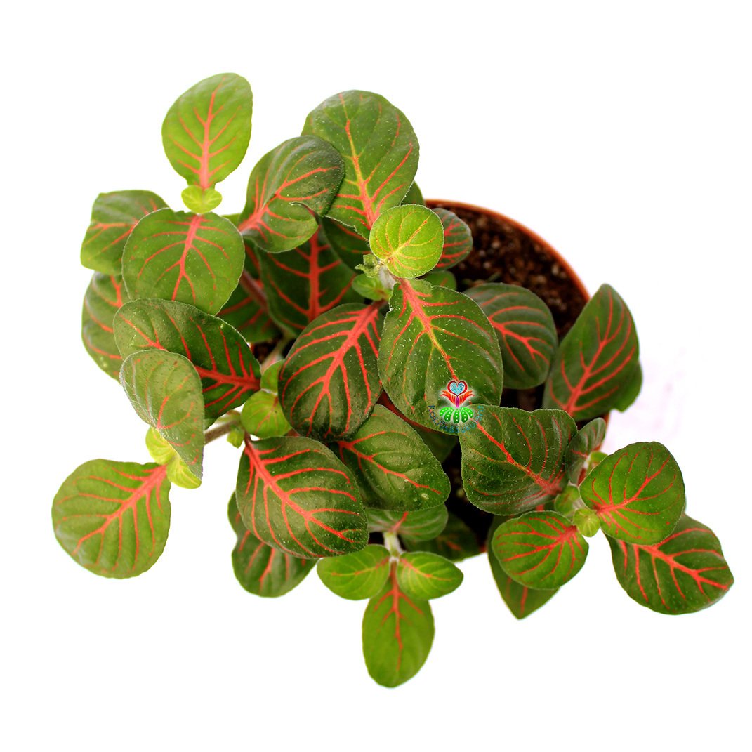 Fittonya Bitkisi- Fittonia Verschaffeltii- 6 Farklı Renk Seçeneği -8,5 cm Saksıda Yeşil