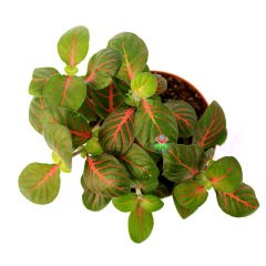 Fittonya Bitkisi- Fittonia Verschaffeltii- 6 Farklı Renk Seçeneği -8,5 cm Saksıda Yeşil