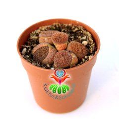 Lithops Hookeri Mix.- Kahverengi Tonlarında 1 Saksıda Çok Adet- 5,5 cm Saksıda Yaşayan Taş Kaktüs