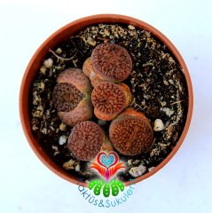 Lithops Hookeri Mix.- Kahverengi Tonlarında 1 Saksıda Çok Adet- 5,5 cm Saksıda Yaşayan Taş Kaktüs