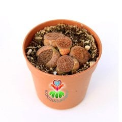 Lithops Hookeri Mix.- Kahverengi Tonlarında 1 Saksıda Çok Adet- 5,5 cm Saksıda Yaşayan Taş Kaktüs