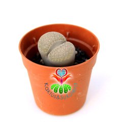 Lithops Marmorata - Beyaz-Gri Renk Tonlarında 5,5 cm Saksıda Yaşayan Taş Kaktüs-Beyaz Renk Çiçek Açar