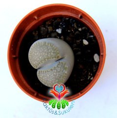Lithops Marmorata - Beyaz-Gri Renk Tonlarında 5,5 cm Saksıda Yaşayan Taş Kaktüs-Beyaz Renk Çiçek Açar