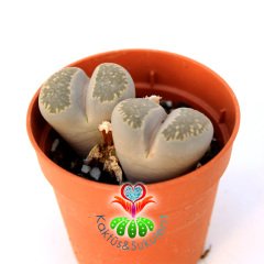 Lithops Elisae -Beyaz ve Açık Renk Tonlarında 5,5 cm Saksıda Yaşayan Taş Kaktüs Beyaz Renk Çiçek Açar