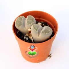 Lithops Elisae -Beyaz ve Açık Renk Tonlarında 5,5 cm Saksıda Yaşayan Taş Kaktüs Beyaz Renk Çiçek Açar