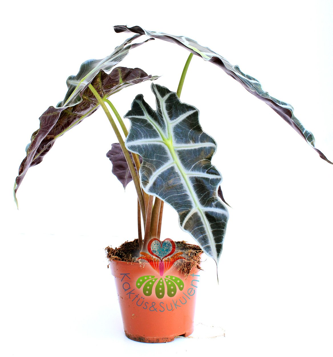 Alocasia Amazonica