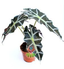 Alocasia Amazonica