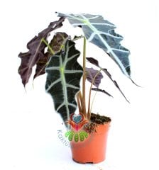 Alocasia Amazonica