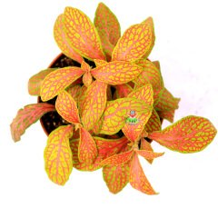 Fittonya Bitkisi- Fittonia Verschaffeltii- 6 Farklı Renk Seçeneği -8,5 cm Saksıda Çok Renkli (Sarı-Kırmızı)