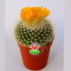 Kaktüs, Notocactus Schumannianus 5,5 cm Saksıda Şuan Kendi Çiçekli-1. Sınıf Saksı Dolusu